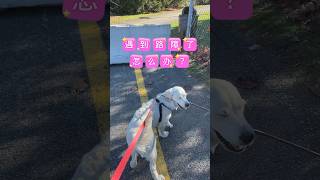 Lucky叼着小树枝遇到路障怎么办？ #幼犬 #金毛 #萌宠 #日常