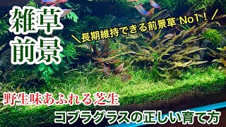 雑草感が素敵な前景草！「コブラグラスの正しい育て方」育成方法、植え方、 ADAネイチャーアクアリウムの作り方、水草レイアウトの立ち上げ方法、水草水槽初心者、草原レイアウト、草原水槽、トリミング、切り方