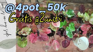 Jual paket keladi super murah coraknya mewah || +6282111106381