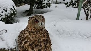 ワシミミズクのフリーフライト　20140208eagleowl