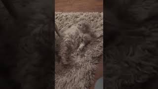 Кот похож на ковёр