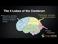 025 the 4 lobes of the cerebrum and their functions