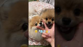 Wあごのせに挑戦中✨　#pomeranian #ポメラニアン #小型犬 #癒し #あごのせ #きなこ #ソイ #पोमेरेनियन #कुत्ता