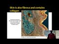 lecture 8.6 three fibrous proteins keratin collagen and silk