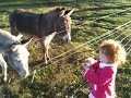 donkey bite