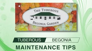 Tuberous Begonias - Maintenance Tips