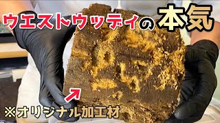 【ウエストウッディ】目の色変えて産卵してます！！