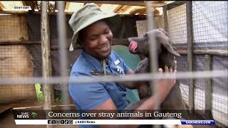 Animal welfare organisations see an influx of stray animals in Gauteng