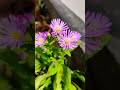 aster amellus the european michaelmas daisy ജീനസ് flowers nature youtubeshorts