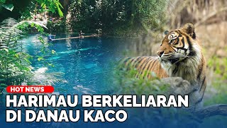 MISTERI Suara Harimau Sumatera di Danau Kaco Kerinci Jambi, Pengunjung Nyaris Terjebak!