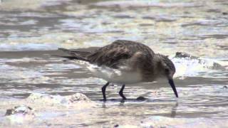 Baird's Sandpiper (Calidris bairdii)