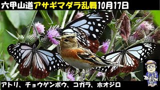 すごすぎる！あちこちでアサギマダラ、野鳥観察でコジュケイ、コガラにアトリ、うっちー探検発見ほっとけん、六甲西お多福山から山頂一軒茶屋、鉢巻山まで、10月17日、Japanese Wild Birds