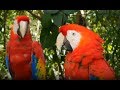 Parrots and Macaws at the Clay Lick in Ecuador