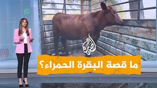 شبكات| حذر منها أبو عبيدة.. ما قصة البقرة الحمراء التي يريد اليهود ذبحها لدخول المسجد الأقصى؟