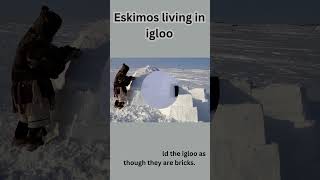 Life in Igloo