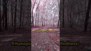 POV: Fall Color Blindness
