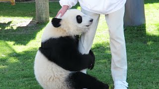 おなかすいたよー🐼 ミルクちょうだいよー🐼 ものすごい勢いでミルクを飲み干す赤ちゃんパンダ！！ #桜浜 #桃浜 #アドベンチャーワールド