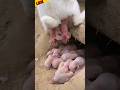 How to rabbits giving birth & giving birth rabbit Liv 😄 #birds #rabbit #shortvideo