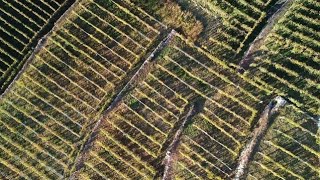 Distretto Agroalimentare di Qualità della Valtellina - I Vini di Valtellina IGT-DOC-DOCG