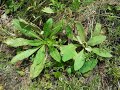 teasel root mullein plantain. freewheeling herbs along the bike trail