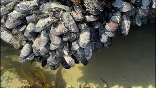 Lincoln City’s tide pools-Oregon's Coast