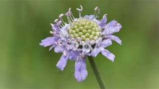 秋の野草　Autumn wildflowers