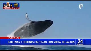 Turistas disfrutaron del avistamiento de ballenas en Tumbes