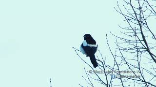 Žagata / Magpie Pica pica | Latvijas putni / Latvian birds