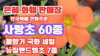 은혜화훼판매장🌳전국택배 전화주문 010 26514421#사랑초전문점 60종#꽃베고니아,물향기국화,카랑코에 칼란디바 SALE#향장미#뉴질랜드앵초7종 드라코,아델라,비러브드,리틀페롯🌳