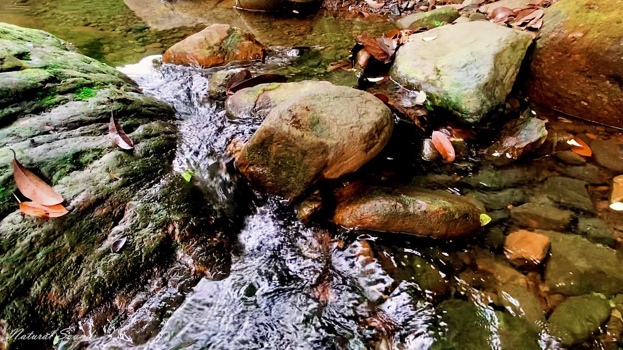 Peaceful River Sound Beautiful Birds Chirping In Lush Forest Asmr
