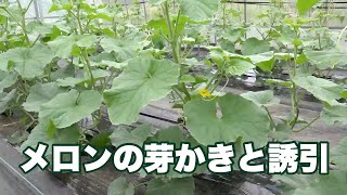 メロンの育て方（立体栽培）本葉10枚からすること【芽かきをしないところ、するところ】