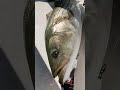 big striped bass fishing new year 海钓 条纹鲈鱼 纽约钓鱼