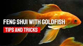How to Use the Goldfish in Feng Shui - Tips and Tricks