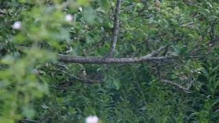 Blåmeis Fugler (The Eurasian blue tit)