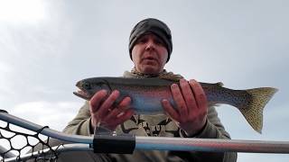 Pre-Spawn Rainbow Trout (One After Another)