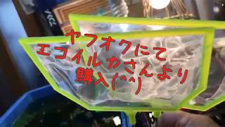 大きくなった稚魚のお引越し 今期3回目です^ ^