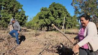 @ElGatoParadoOficial acarreando leña para el horno y comiéndose unos picaculito