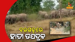 40 Elephants Wreak Havoc In Bargarh | NandighoshaTV