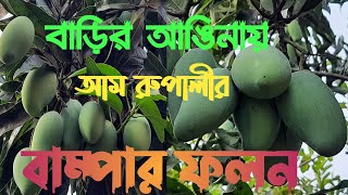 আম রুপালী চাষাবাদ কতটা লাভ জনক ! Cultivated mango tree। আম রুপালীর পরিচয় ও বৈশিষ্ট্য