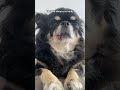 i m the best dog chihuahua funny shorts shortvideo youtube youtubeshorts viral trending cutepet cute