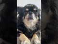 i m the best dog chihuahua funny shorts shortvideo youtube youtubeshorts viral trending cutepet cute