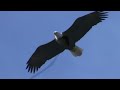 bald eagle nature’s largest raptors national geographic documentary