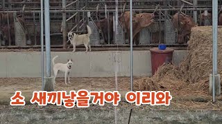 50대 소린이의 농장일기#시골농장     시원할때 출산해서 다행이야