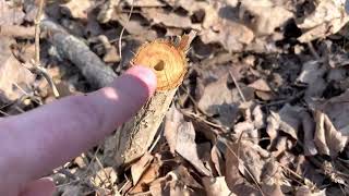 Best way to remove/kill honeysuckle