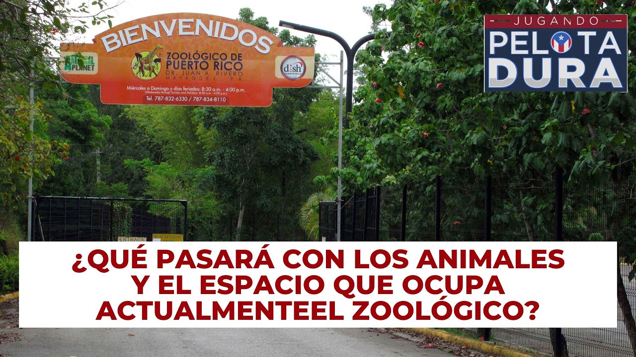 CIERRE PERMANENTE DEL ZOOLÓGICO DE MAYAGÜEZ - YouTube