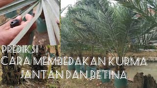 Cara membedakan Kurma Betina dan Jantan#caramembedakan#kurma#jantan#betina