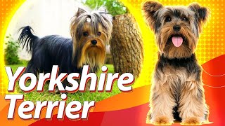 Nunca ADOTE ou COMPRE um YORKSHIRE antes de assistir esse vídeo