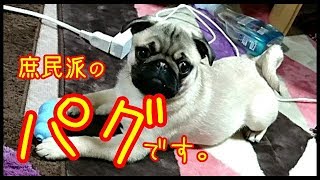 《超ブサかわパグ動画》 うちの子パグ　遊んでいる最中にママが帰ってきたら、こうなります。『おまめ日記』