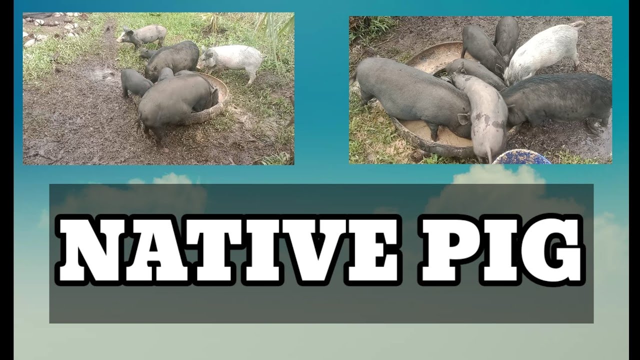 Native Pig Youtube