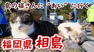 【福岡県：相島】島の猫に会いたいさんぽ旅